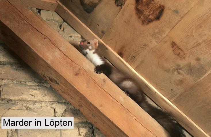 Marder in Löpten